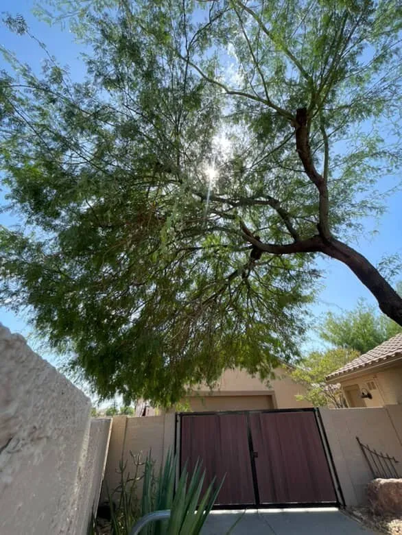 Affordable outdoor landscaping for residential properties in Chandler, AZ by Junior Landscaping