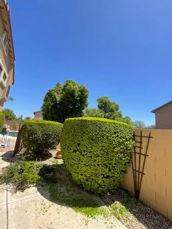 Professional outdoor landscaping for outdoor upgrades in Chandler, AZ by Junior Landscaping