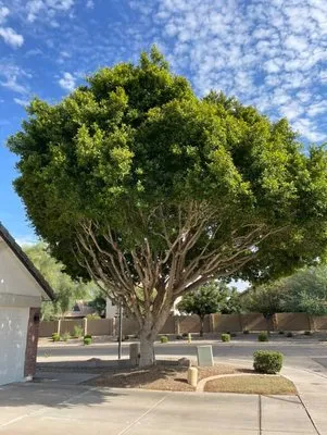 Junior Landscaping Logo