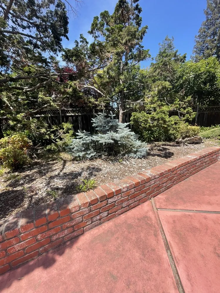 Local yard maintenance for homes in East Palo Alto, CA by Junior‘s Garden Landscaping
