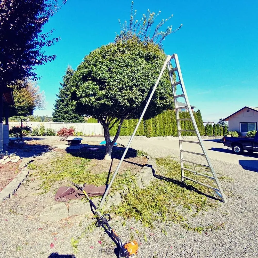 Reliable yard cleanup service in Camano Island, WA by Junior's Gardens Landscape