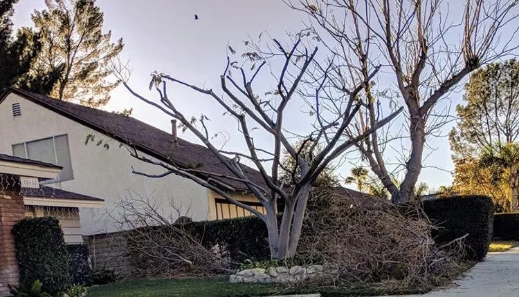 Professional yard maintenance in Santa Clarita, CA - Junior's Landscape