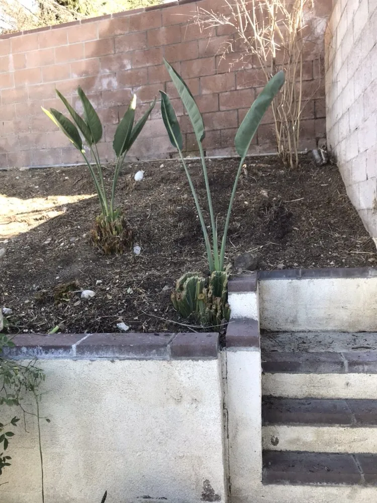 Top-rated yard maintenance for residential properties across Santa Clarita, CA - Junior's Landscape