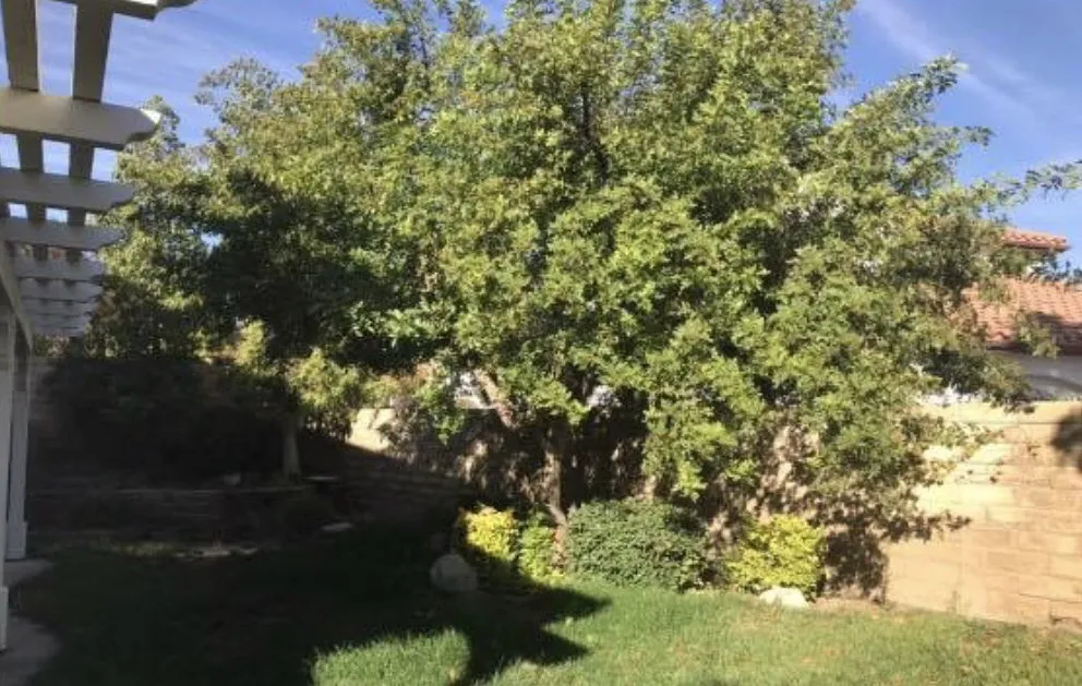 Affordable outdoor landscaping for residential properties across Santa Clarita, CA - Junior's Landscape