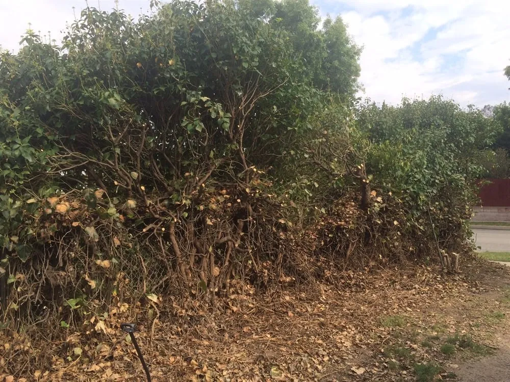 Expert landscaping services experts serving Santa Clarita, CA - Junior's Landscape