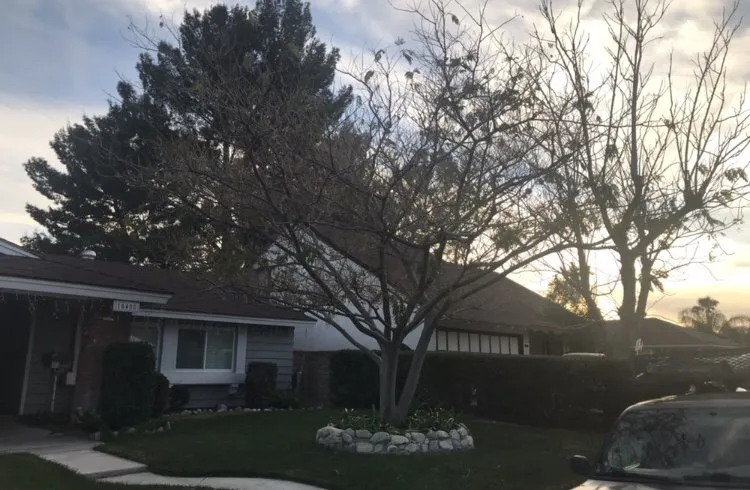 Affordable lawn care service with custom design across Santa Clarita, CA - Junior's Landscape