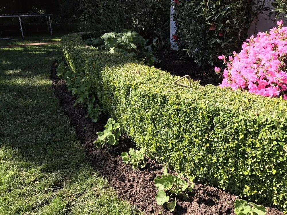 Top-rated yard maintenance in Palo Alto, CA by Junior's Landscaping