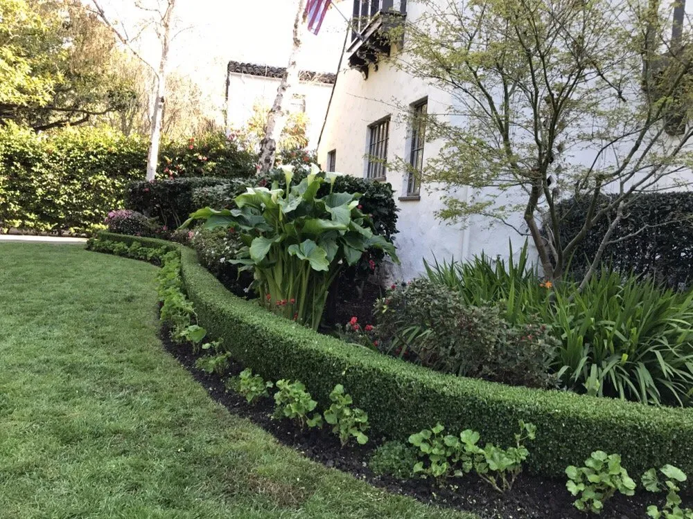 Top-rated lawn care service for residential properties in Palo Alto, CA by Junior's Landscaping