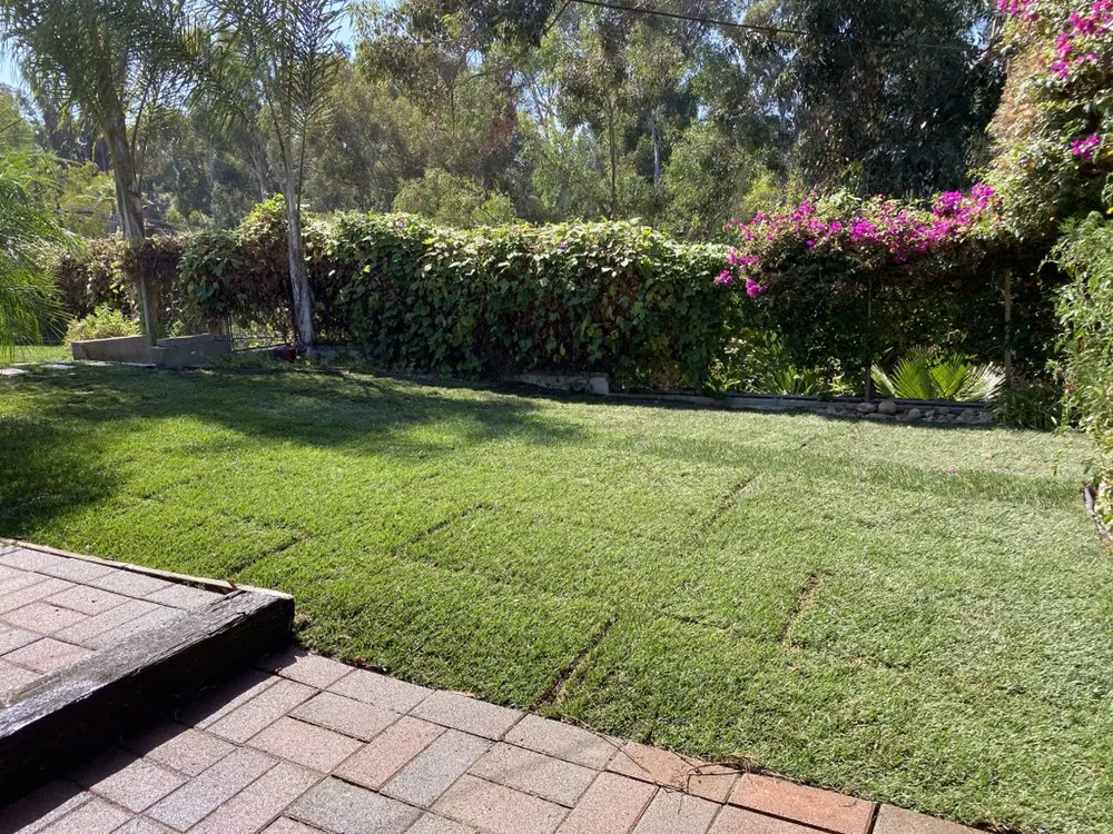 Expert yard maintenance for beautiful yards in San Diego, CA by Junior's Landscaping