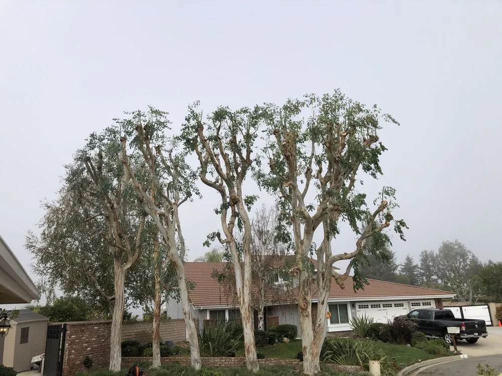 Affordable yard cleanup service experts serving Simi Valley, CA - Junior's Tree Care