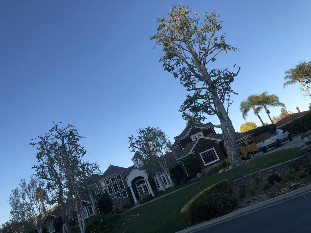 Trusted landscaping services in Simi Valley, CA by Junior's Tree Care