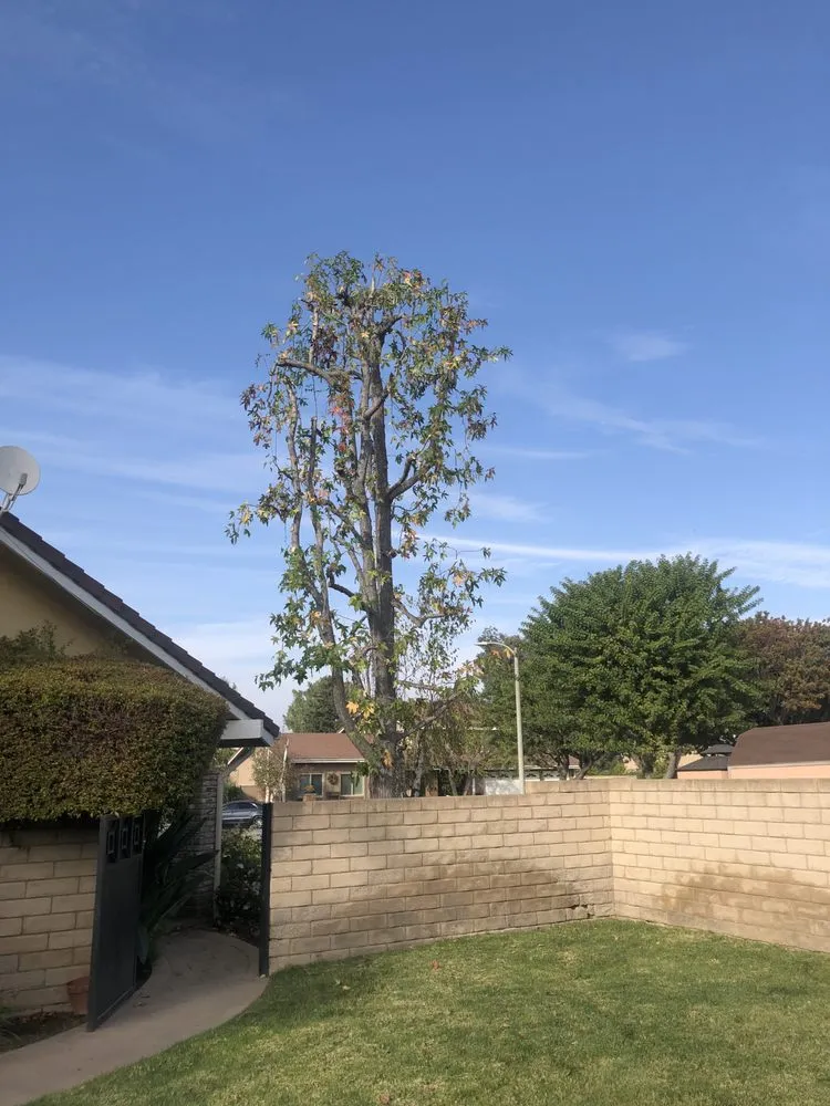 Trusted landscape design for outdoor upgrades across Simi Valley, CA - Junior's Tree Care