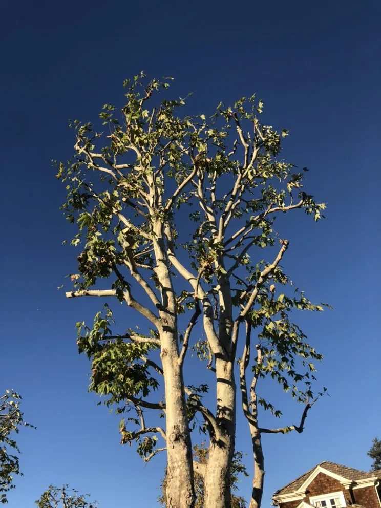 Professional outdoor landscaping in Simi Valley, CA - Junior's Tree Care