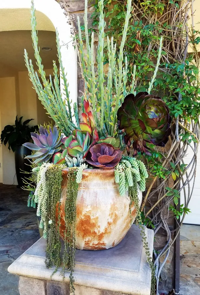 Local landscaping services near you in Long Beach, CA by Juniper Berry Landscapes