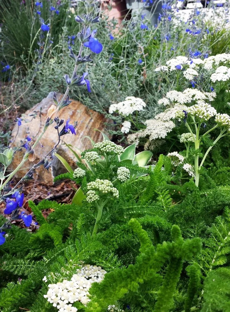 Top-rated landscape installation in Long Beach, CA - Juniper Berry Landscapes