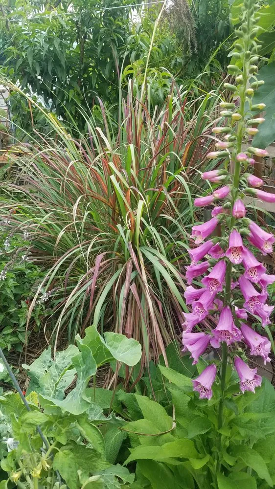 Expert landscape design with custom design across Long Beach, CA - Juniper Berry Landscapes