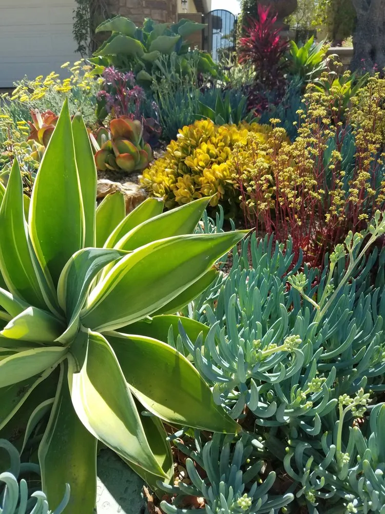 Reliable yard maintenance with custom design in Long Beach, CA by Juniper Berry Landscapes