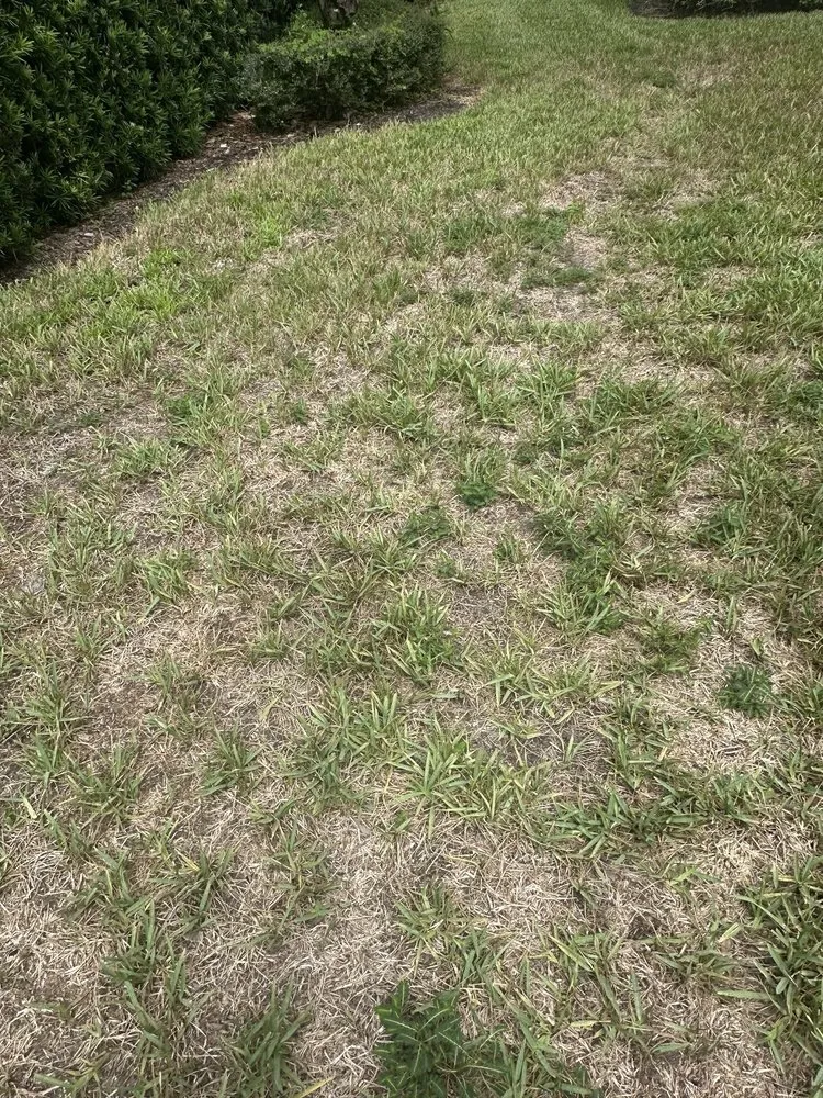 Top-rated lawn mowing service in Fort Myers, FL - Juniper Landscaping