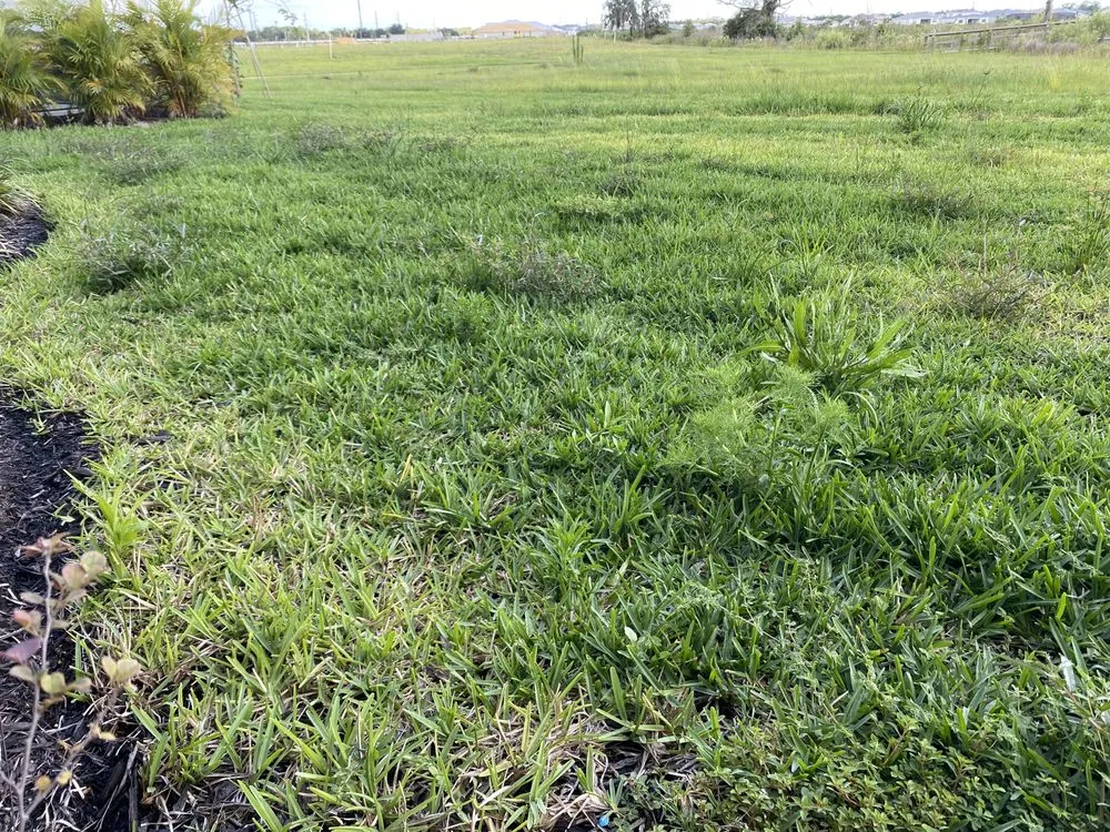 Expert outdoor landscaping in Fort Myers, FL by Juniper Landscaping