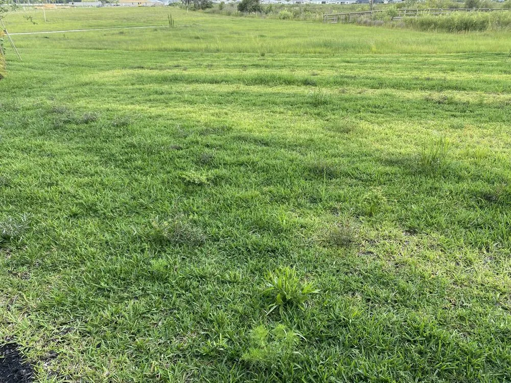 Reliable yard cleanup service for residential properties across Fort Myers, FL - Juniper Landscaping