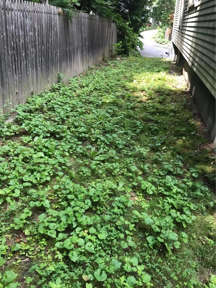 Affordable lawn mowing service for homes across Lowell, MA - Junk Clean Outs