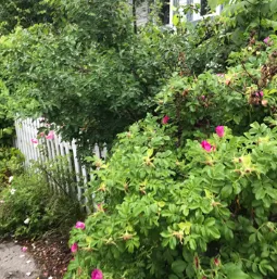 Affordable garden landscaping in Lowell, MA by Junk Clean Outs