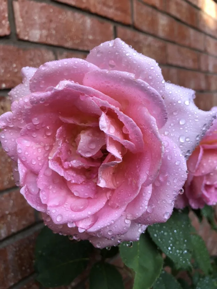 Trusted residential landscaping in Irving, TX by Junkier landscaping