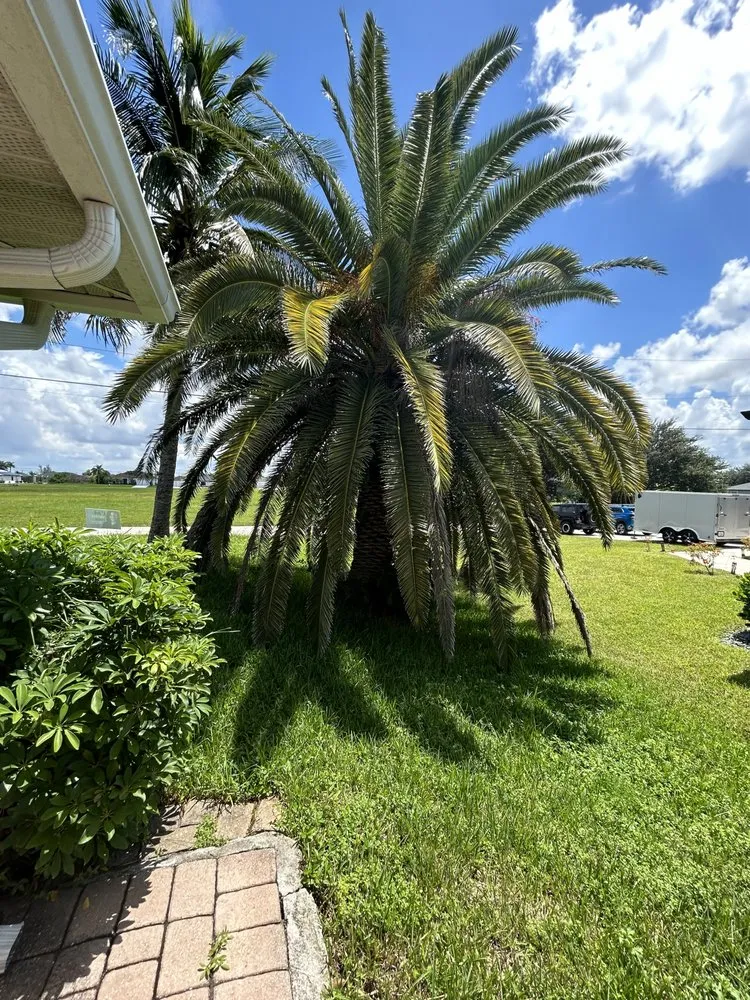 Professional residential landscaping experts serving Fort Myers, FL - Juno Landscaping