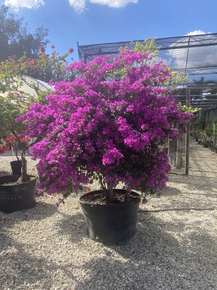 Expert residential landscaping in Jupiter, FL by Jupiter Farms Nursery