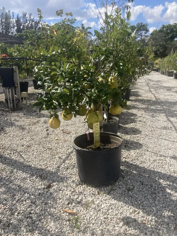 Affordable residential landscaping experts serving Jupiter, FL - Jupiter Farms Nursery