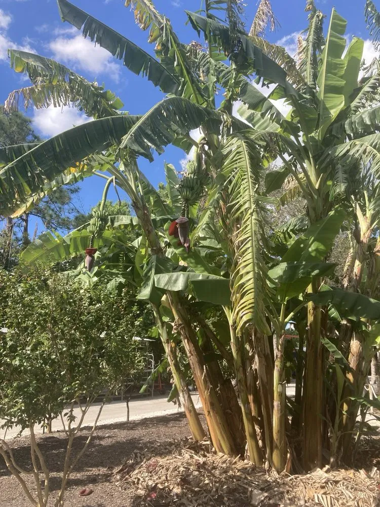 Affordable yard cleanup service for beautiful yards in Jupiter, FL by Jupiter Farms Nursery