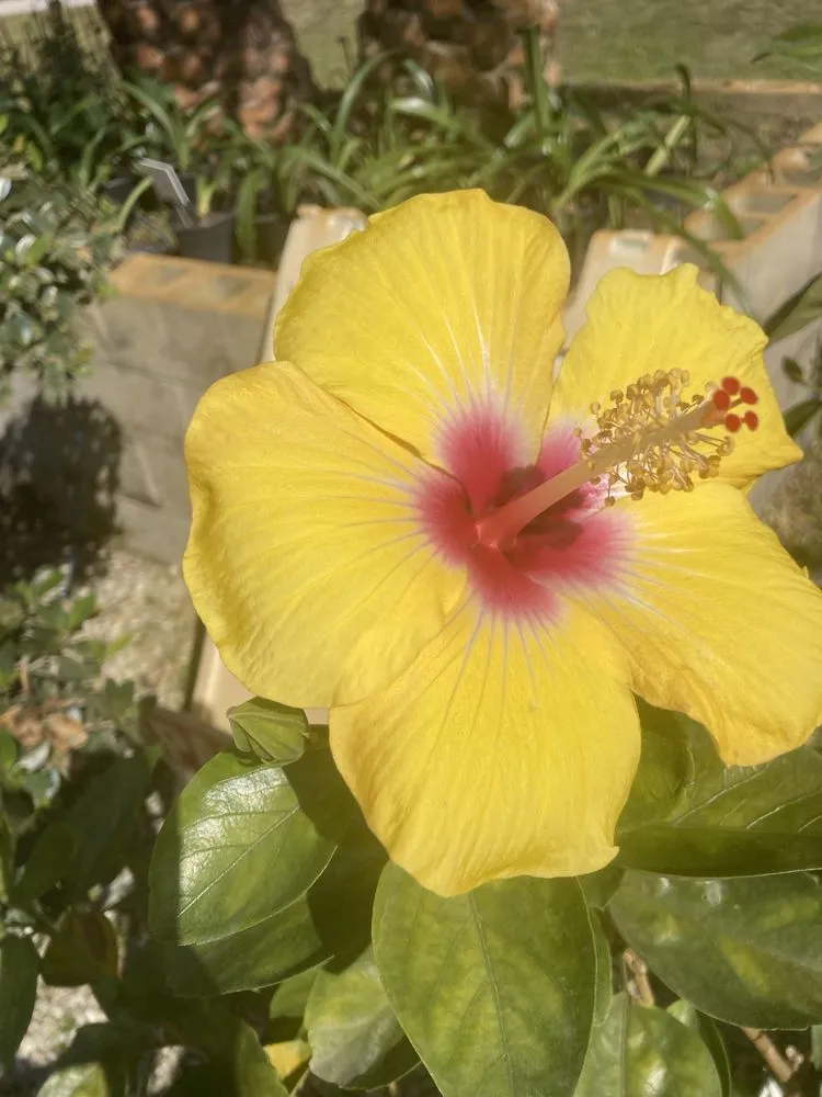 Top-rated lawn care service experts serving Jupiter, FL - Jupiter Farms Nursery