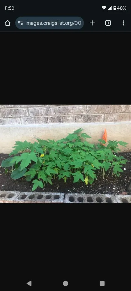 Local lawn care service experts serving San Antonio, TX - Jupiters Lawncare