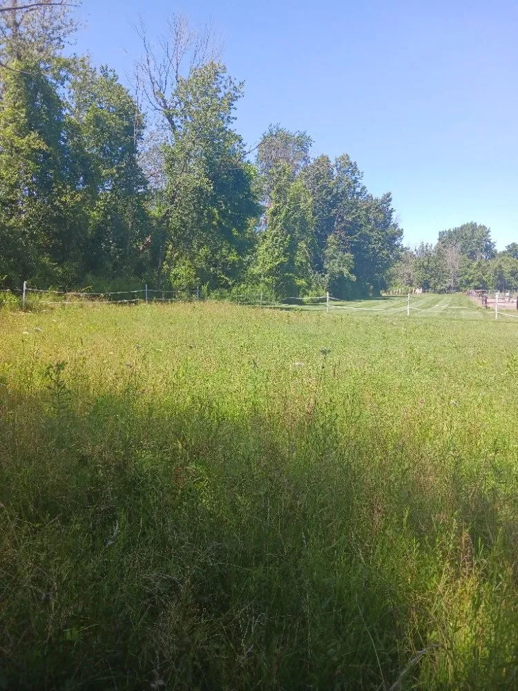 Affordable landscaping services in Scottsville, NY by Just A Man And His Mower