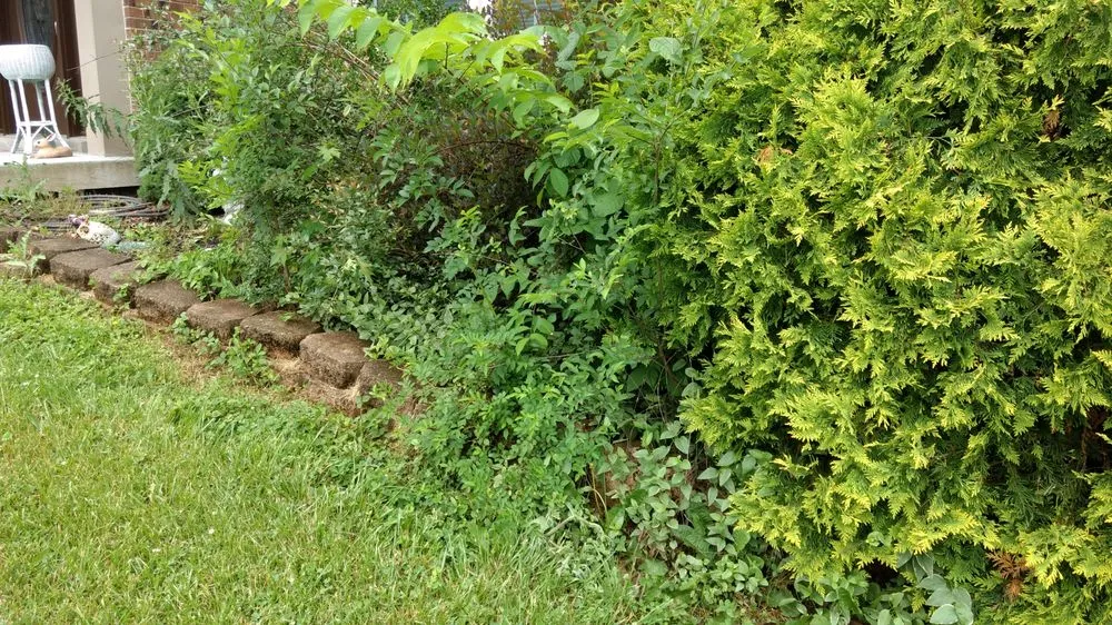 Expert residential landscaping in Milford, OH - Just Add Flowers