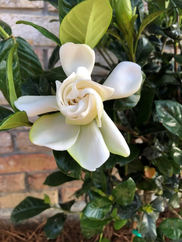 Reliable garden landscaping in Zachary, LA - Just Cuts Lawn Care