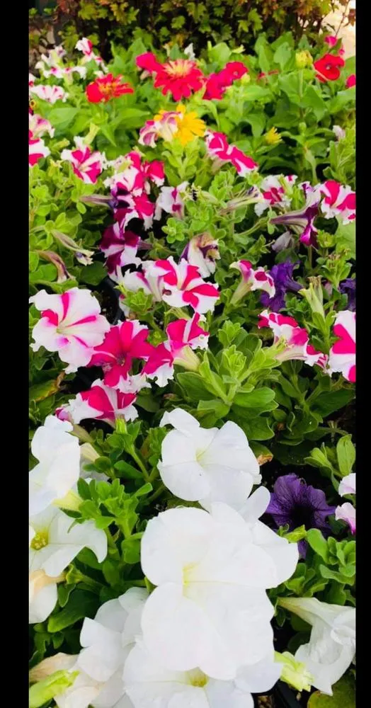 Top-rated outdoor landscaping in Carrizo Springs, TX by Just Dig It