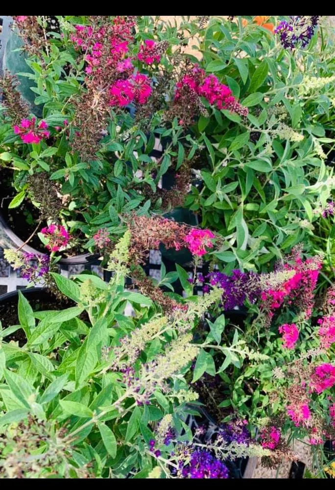 Affordable landscape design in Carrizo Springs, TX - Just Dig It