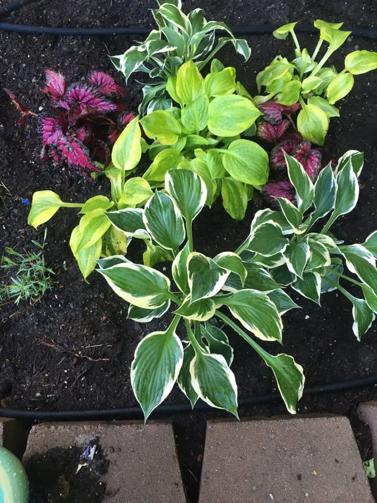 Reliable landscaping services with custom design in Anchorage, AK by Just Dis Chick