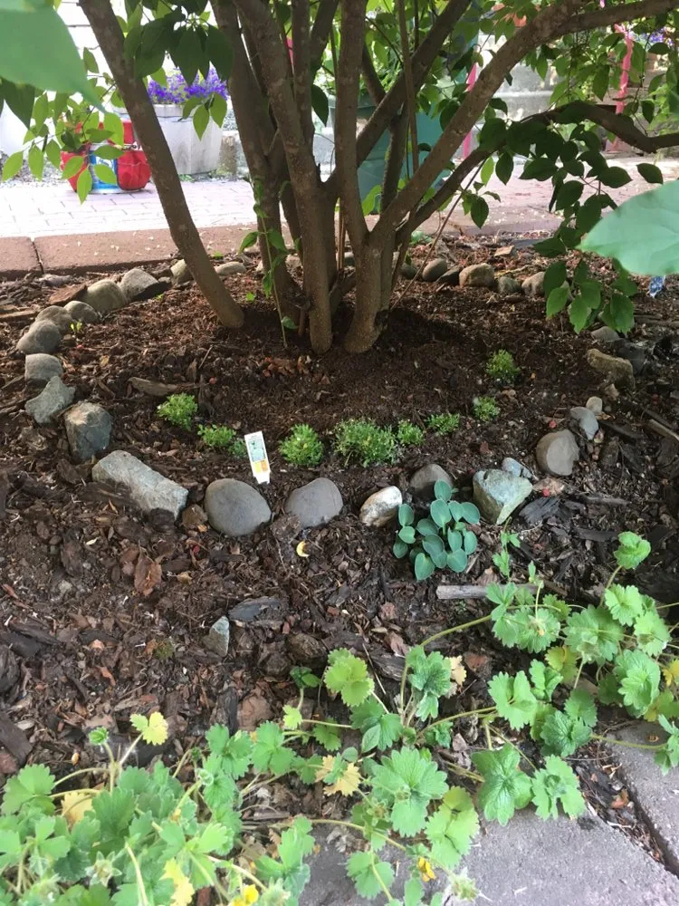 Local yard cleanup service for outdoor upgrades across Anchorage, AK - Just Dis Chick