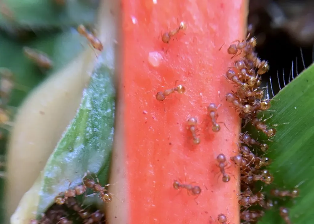 Custom lawn care service experts serving Pepeekeo, HI - Just Fire Ants