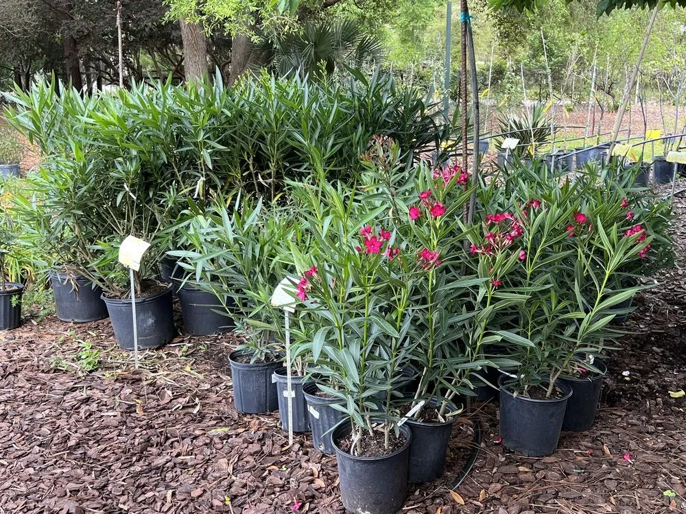 Reliable residential landscaping for residential properties across Crawfordville, FL - Just Fruits and Exotics