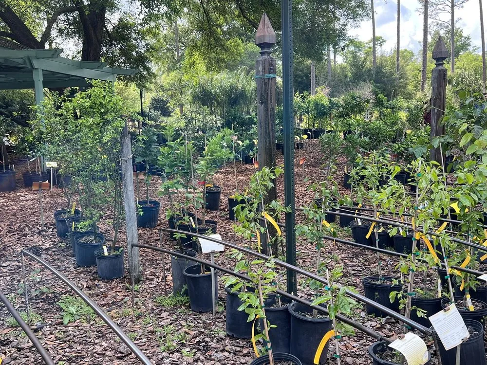 Local lawn care service in Crawfordville, FL - Just Fruits and Exotics