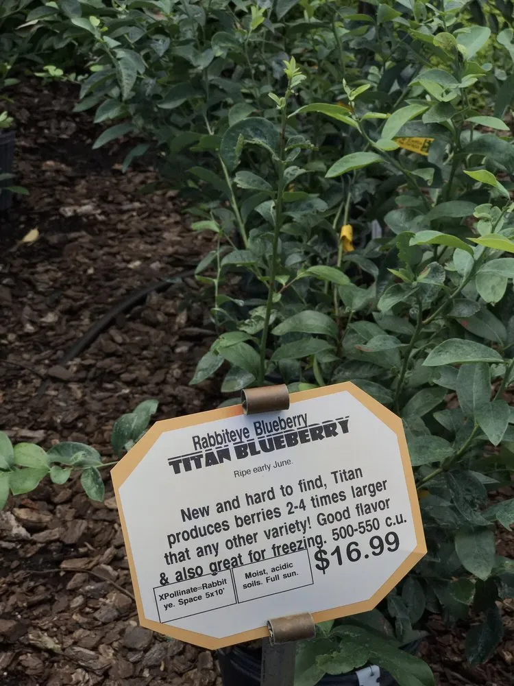 Local landscape installation in Crawfordville, FL - Just Fruits and Exotics