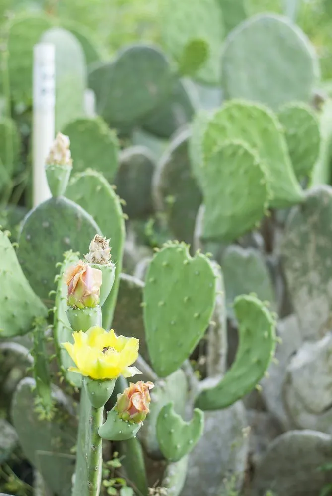 Custom residential landscaping experts serving Crawfordville, FL - Just Fruits and Exotics