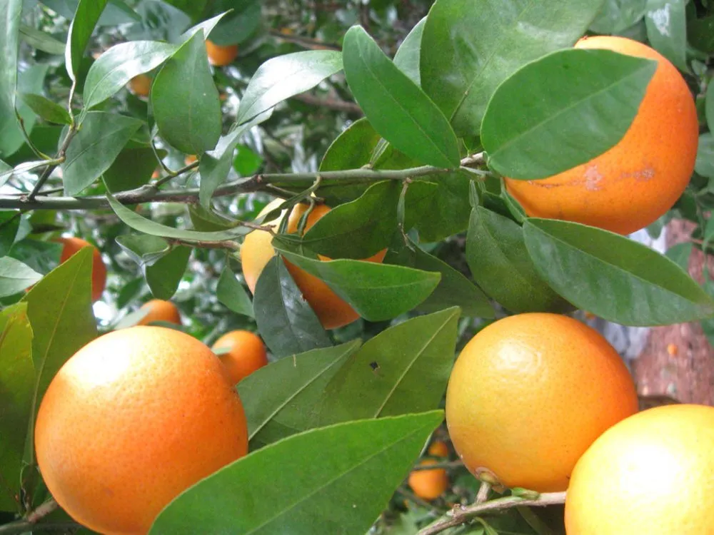 Trusted yard cleanup service for homes across Crawfordville, FL - Just Fruits and Exotics