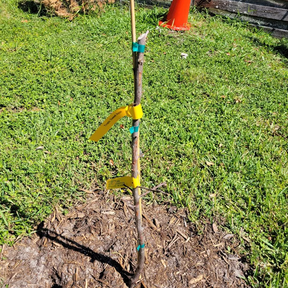 Custom yard maintenance in Crawfordville, FL by Just Fruits and Exotics