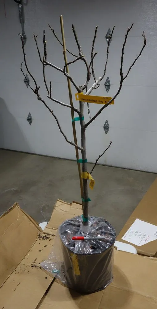 Expert landscape installation experts serving Crawfordville, FL - Just Fruits and Exotics