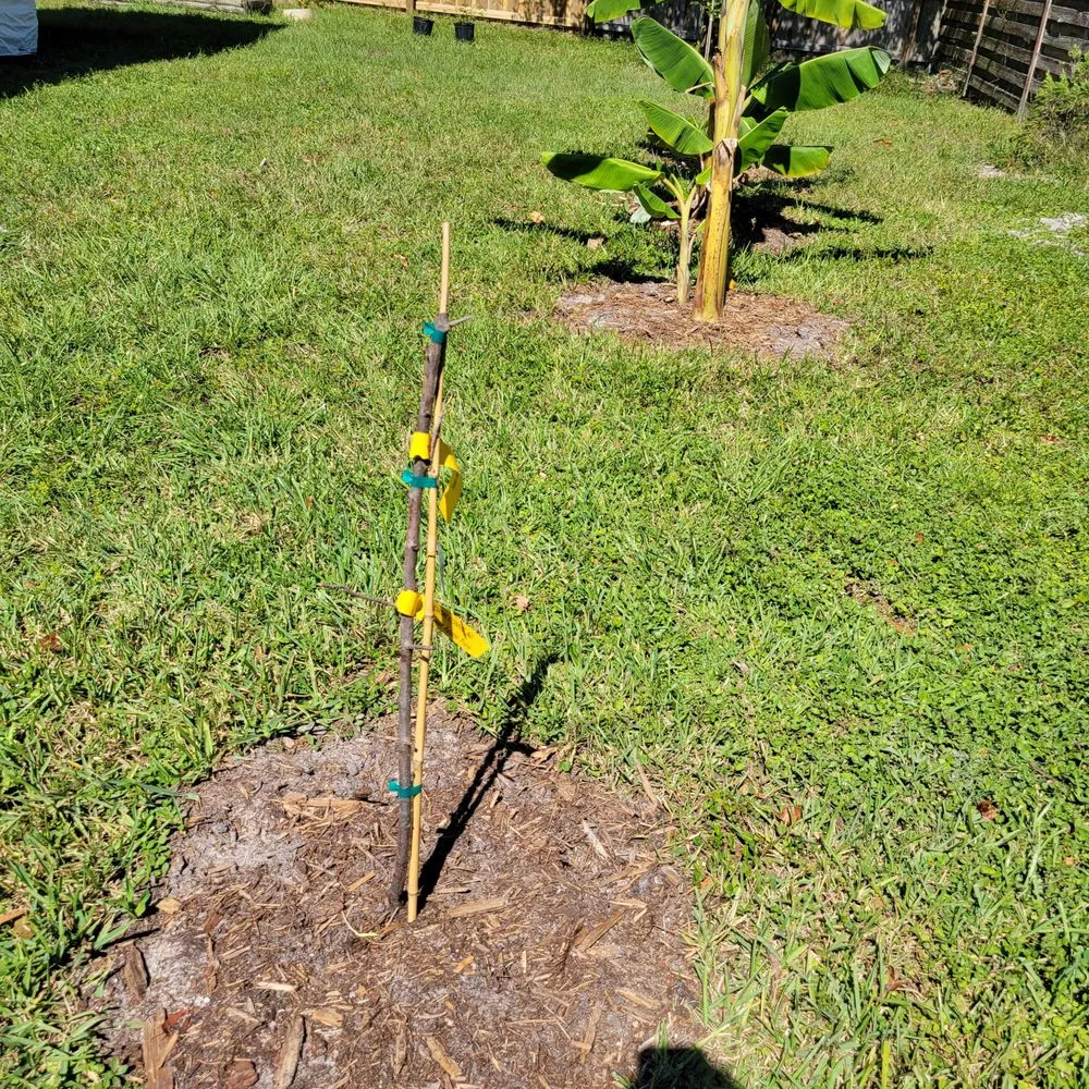 Local residential landscaping near you in Crawfordville, FL by Just Fruits and Exotics