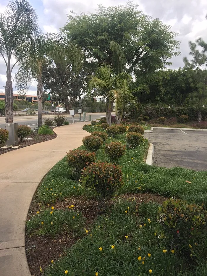 Trusted landscape installation for beautiful yards across San Marcos, CA - Just Green Landscaping